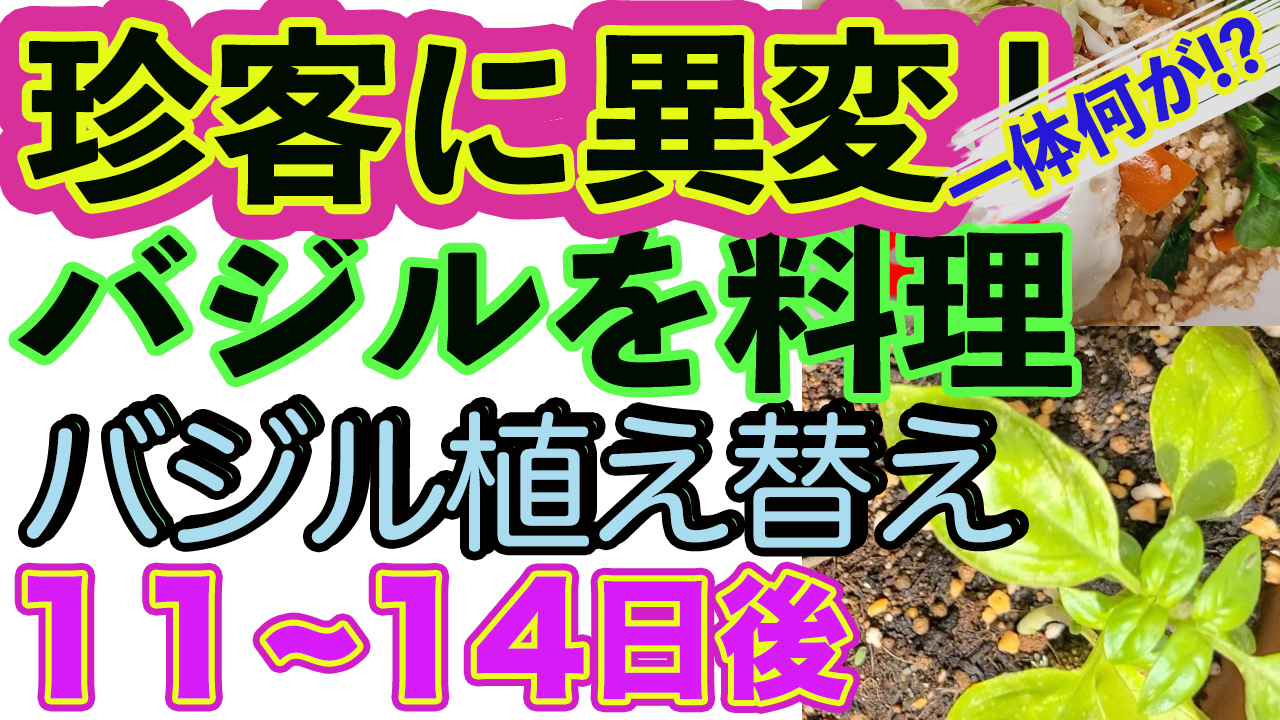 バジルその後、の動画。料理、珍客