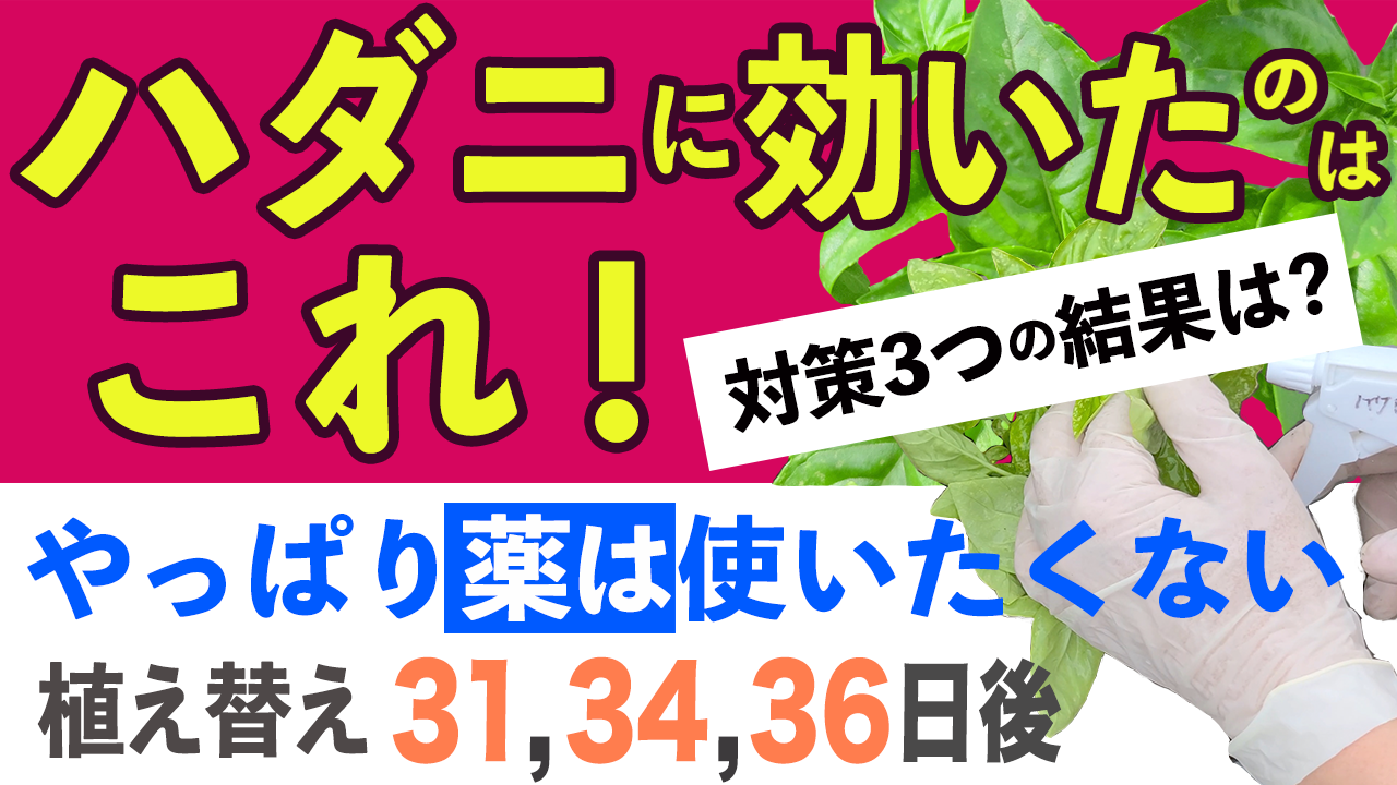 バジルの害虫対策の結果！その他ラー油も作ってます！