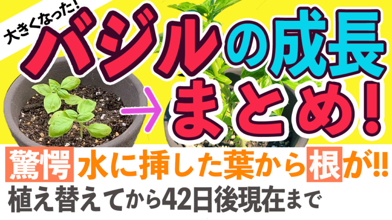 バジルの今と成長まとめ動画