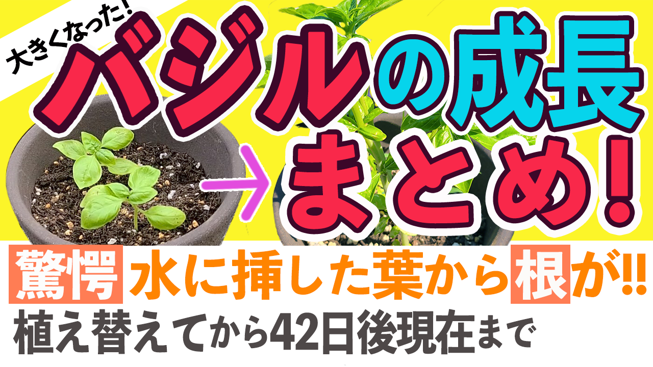 バジルの今と成長まとめ動画