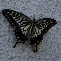 29日にライブう！