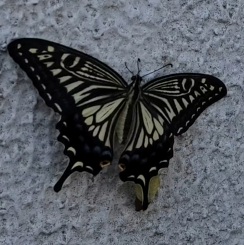 29日にライブう！